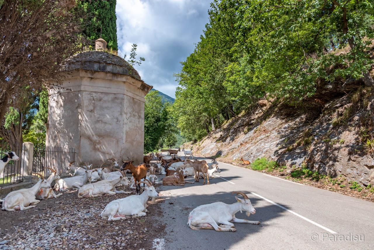 Animaux route